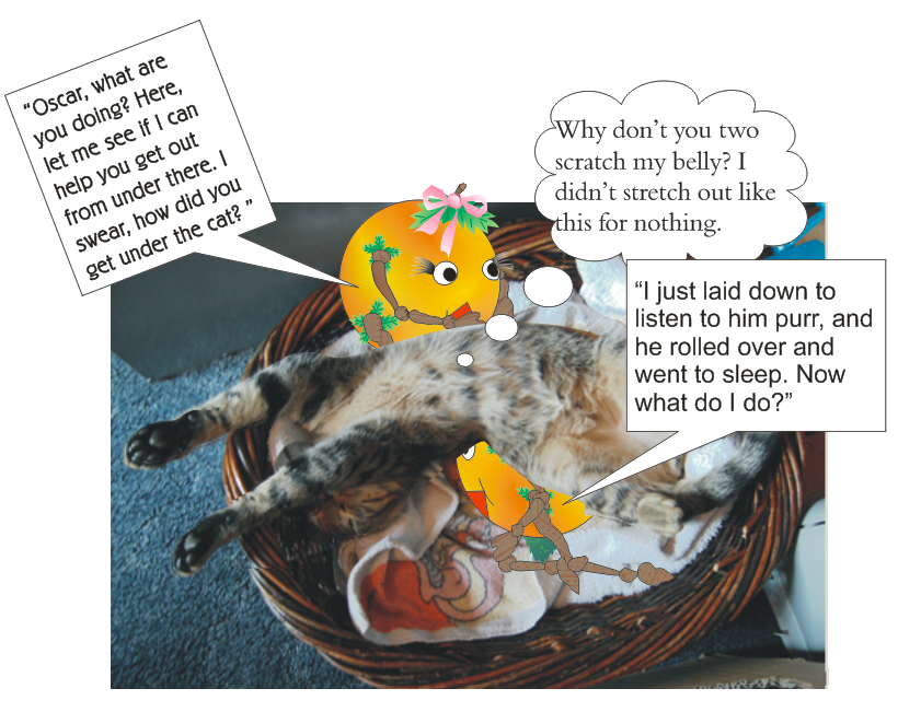 It appears Ute's smart cat is only pretending to be asleep, hoping for a belly scratch.