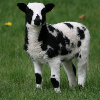julia_here: (Default) (Jacob wether lamb Calypso, soon to be mine) julia_here: Jacob wether lamb Calypso, soon to be mine (Default)