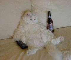 Katze breit