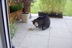 Katzenkumpels - Schnucki frisst mit Besteck(2)