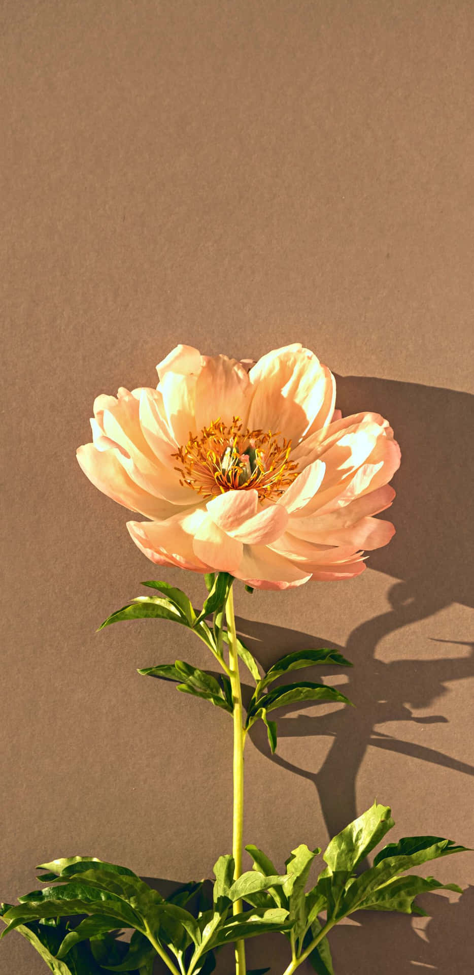 1080x2220 Fondo de pantalla