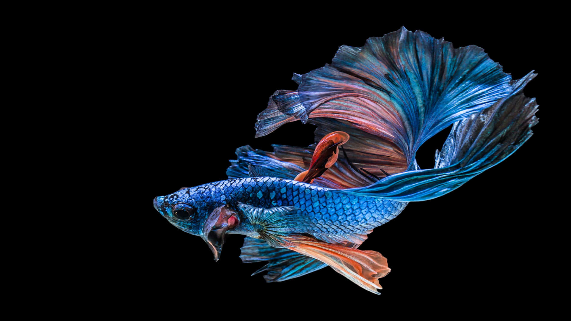 4k Fische Wallpaper