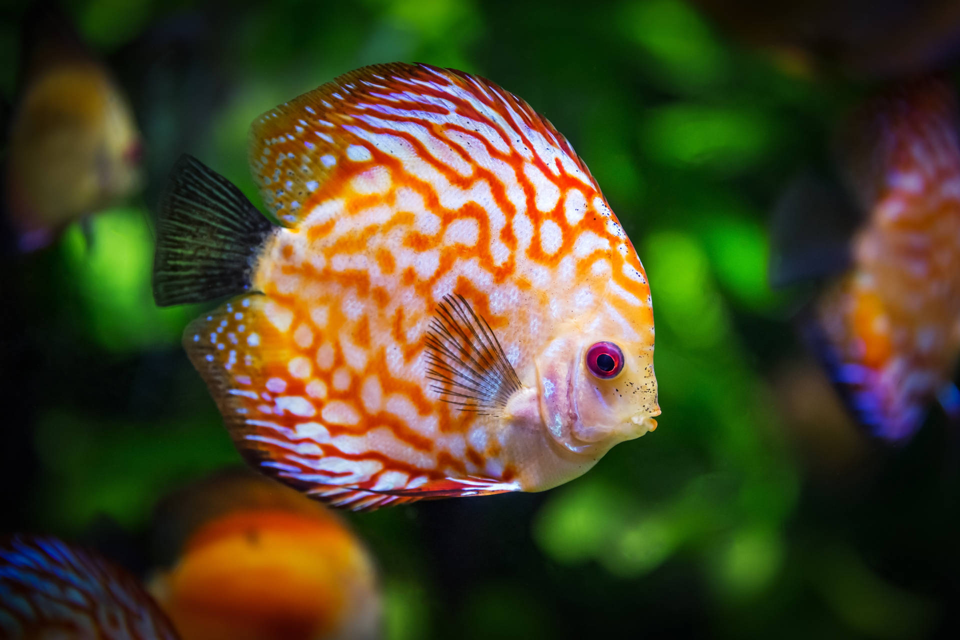 4k Peixes Papel de Parede