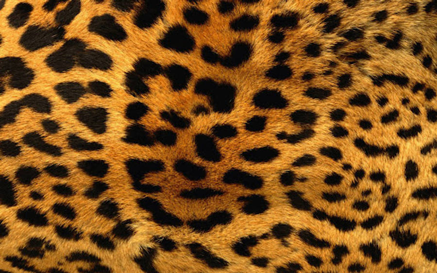 Animal Fur Wallpaper