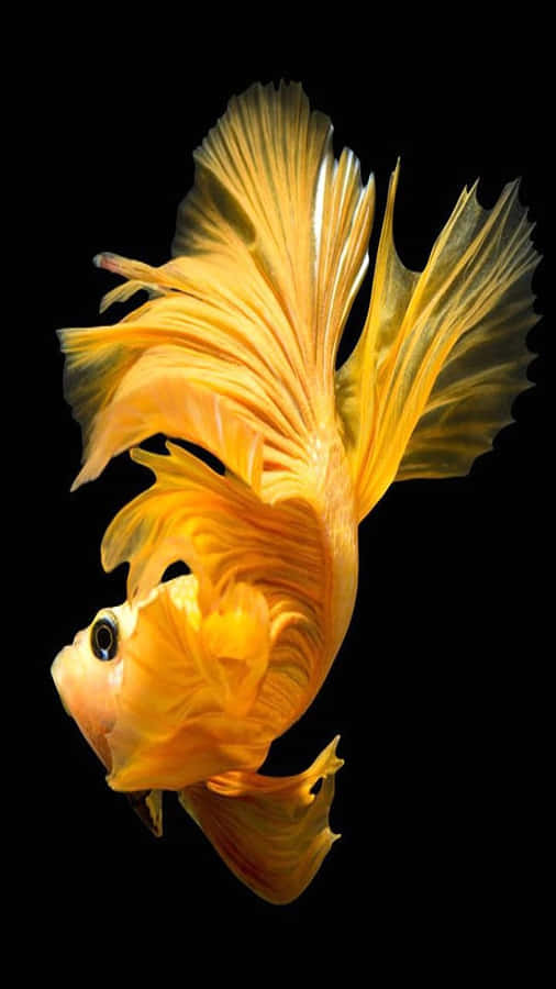 Betta Taustakuva