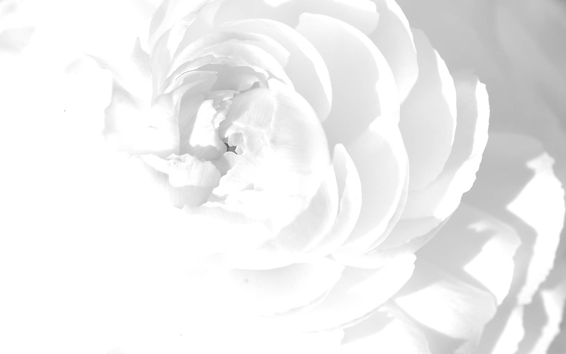 Blanc Hd Fond d'écran