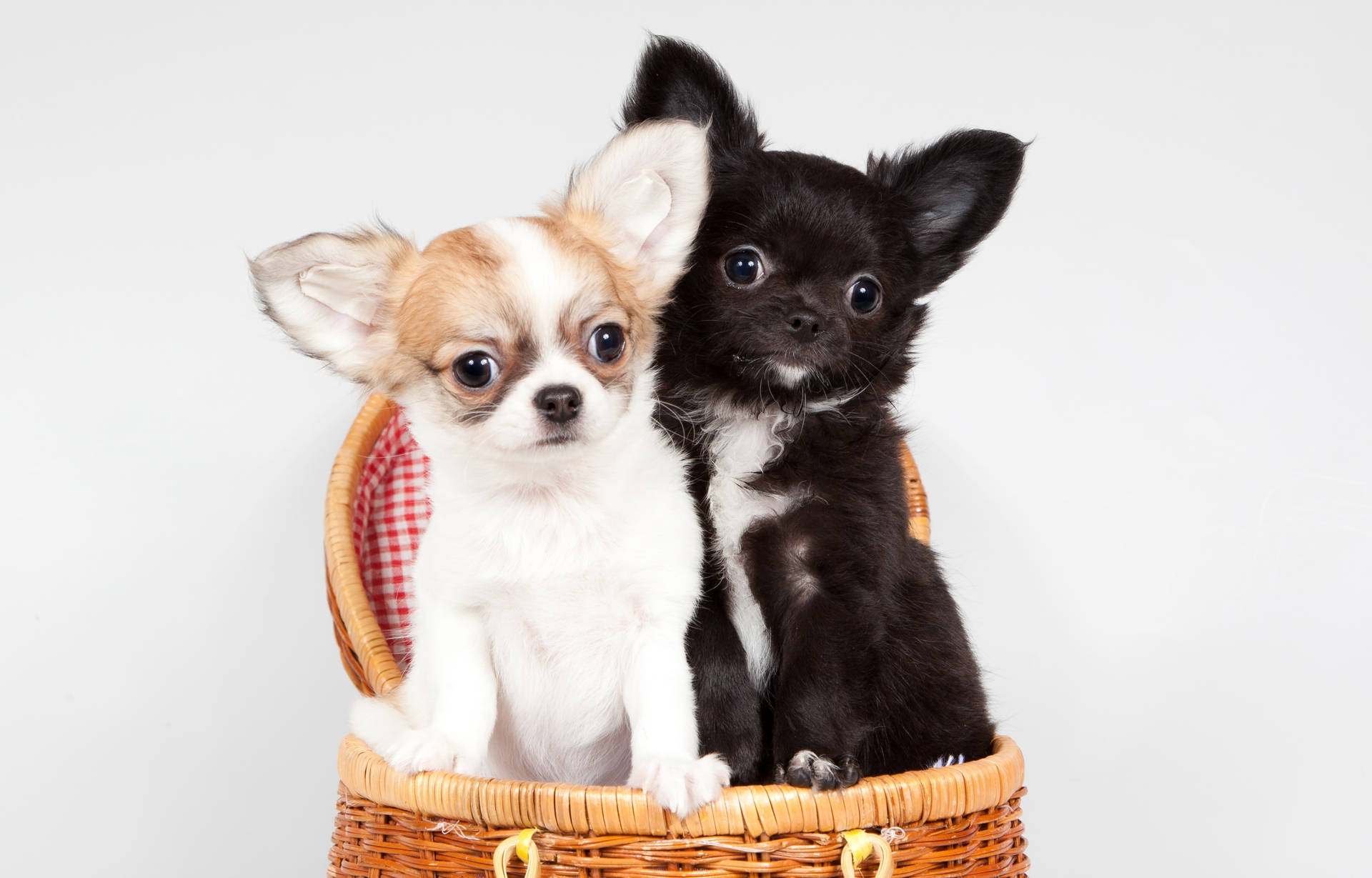 Chihuahua Sfondo