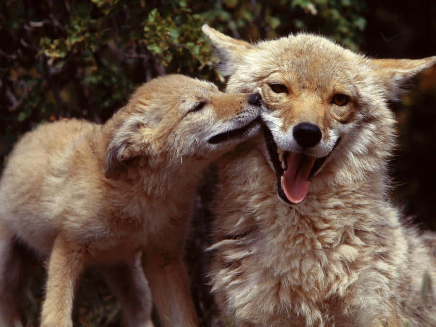 Coyote Achtergrond