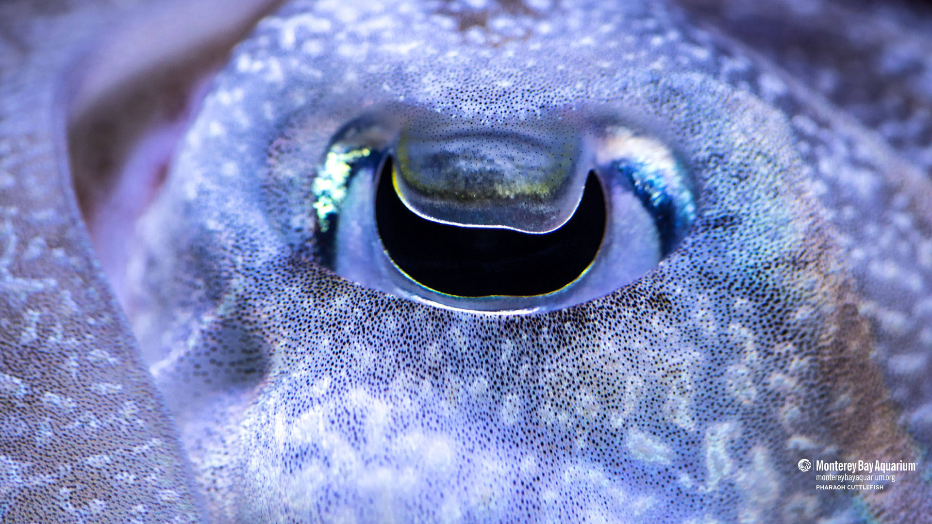 Cuttlefish Taustakuva