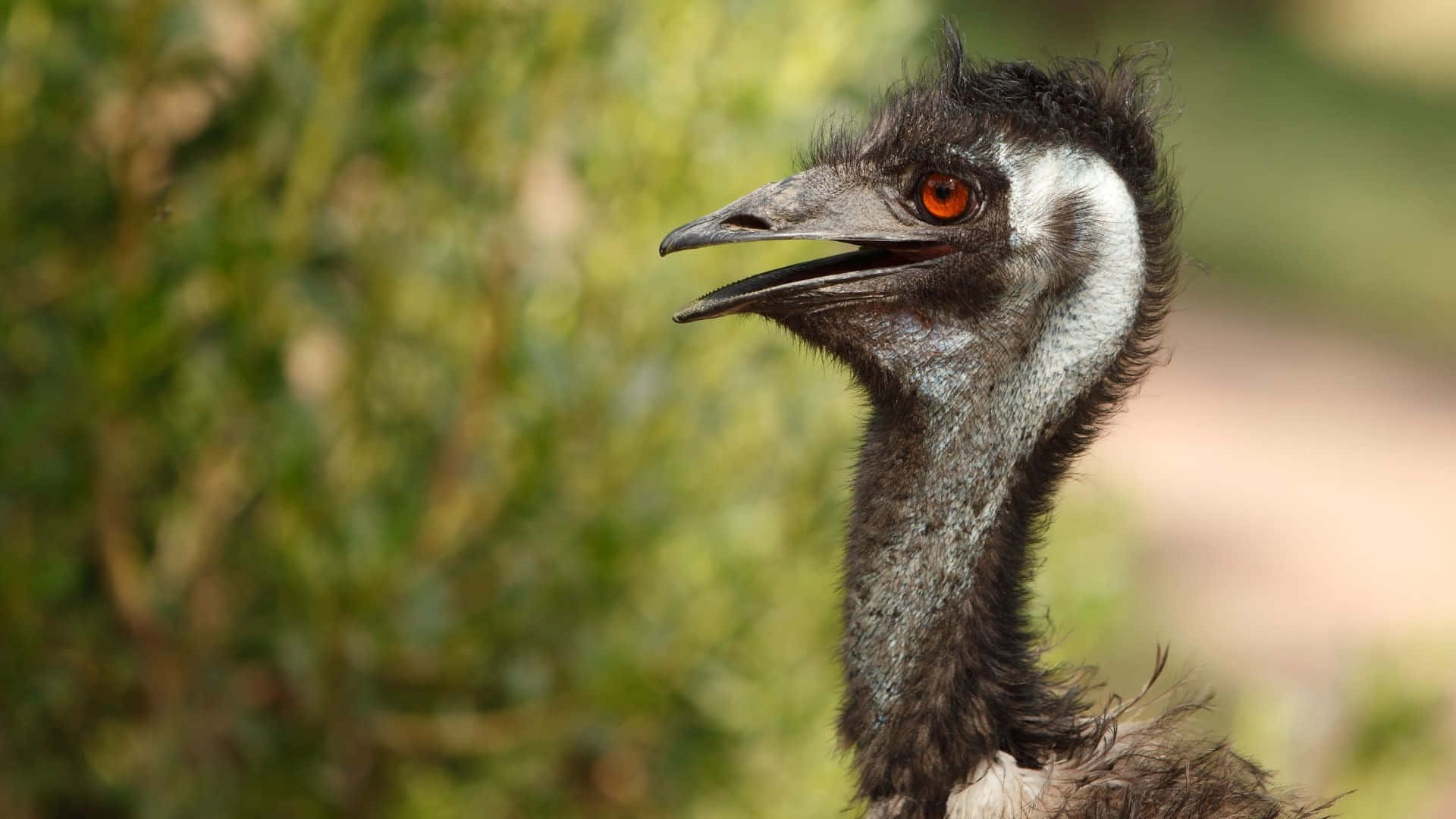 Emu Achtergrond