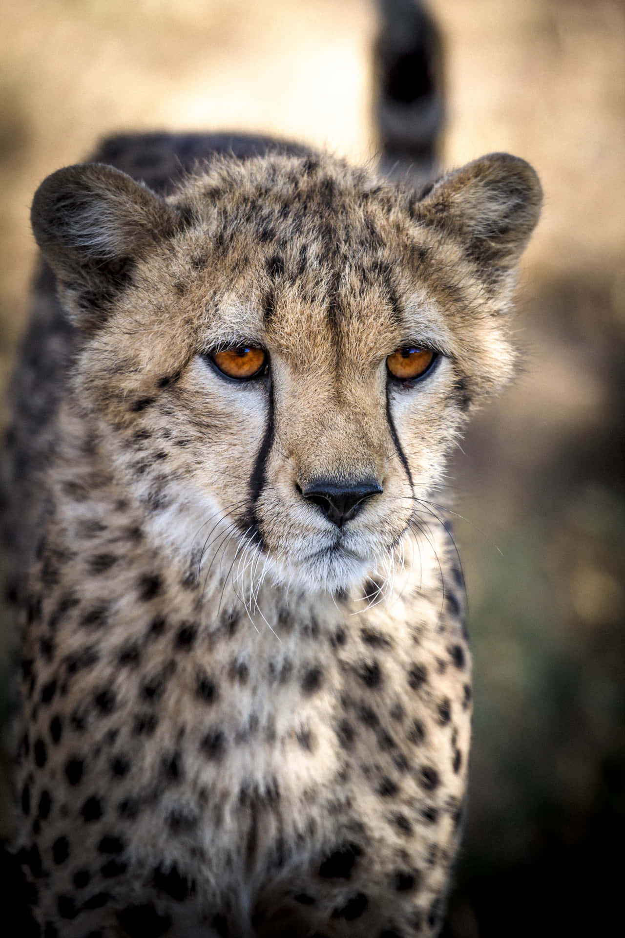 Gepard Hd Wallpaper
