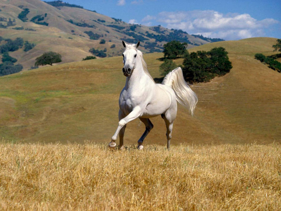 Hvid Hest Wallpaper