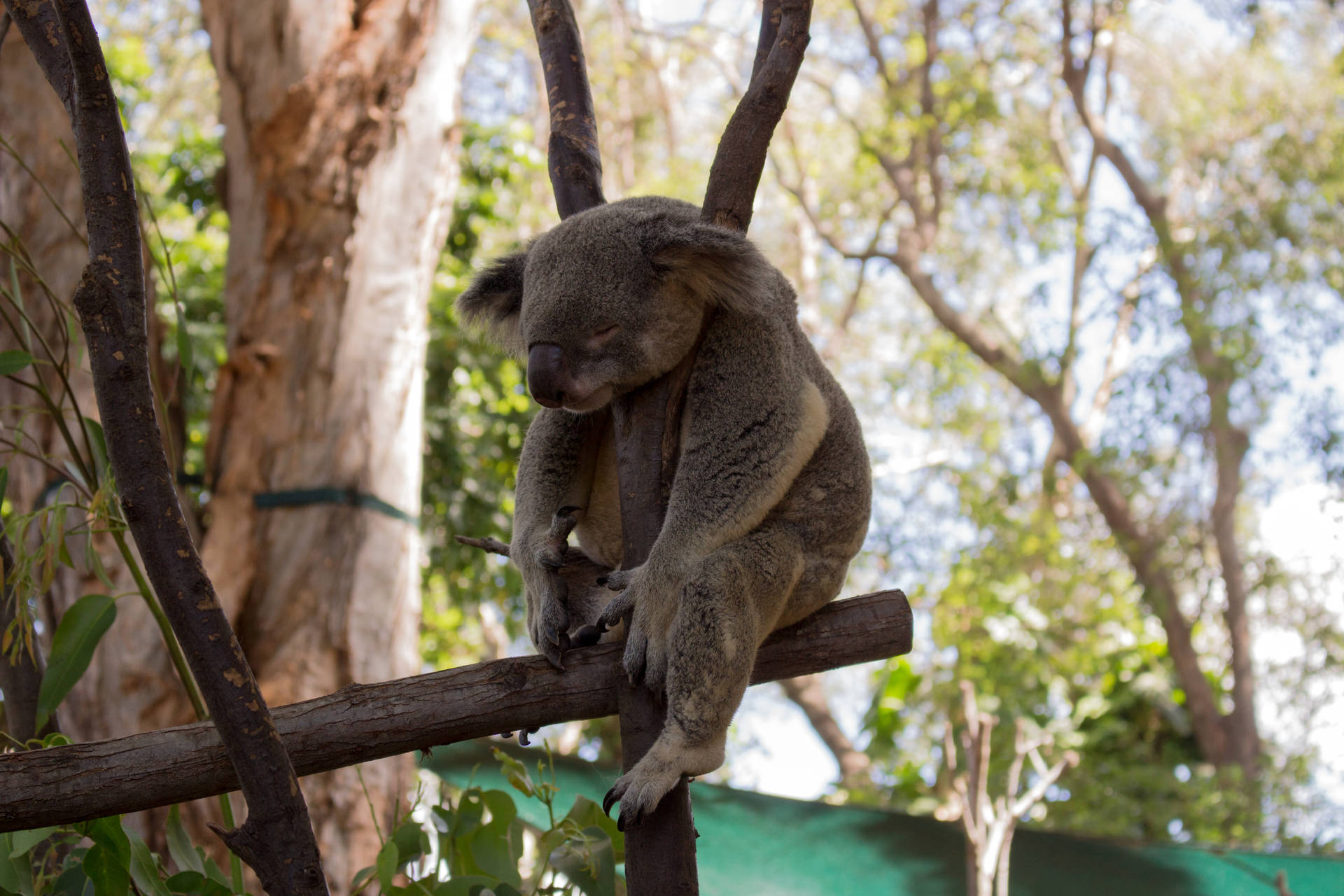 Koala Bakgrunnsbildet