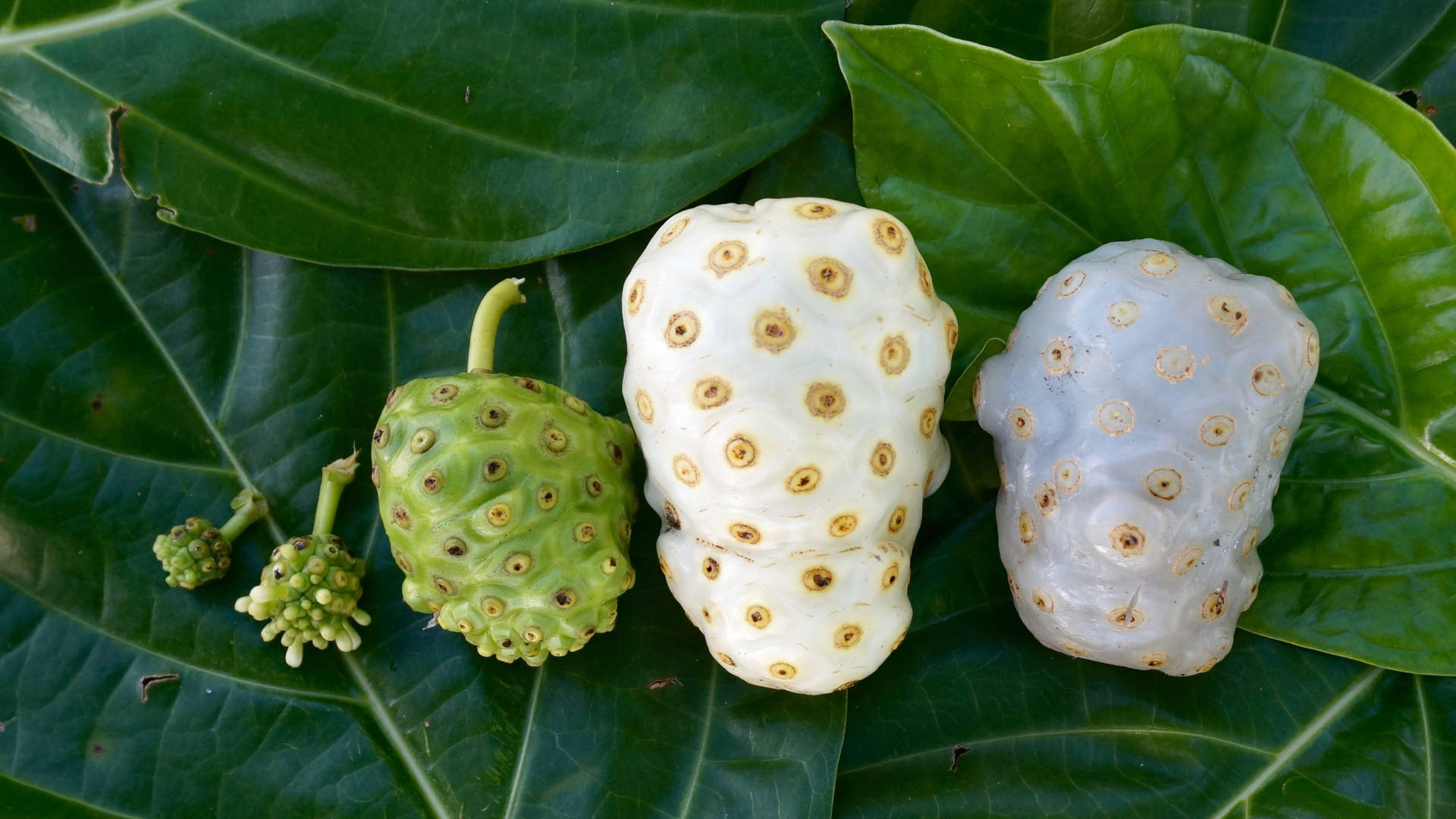 Noni Fond d'écran