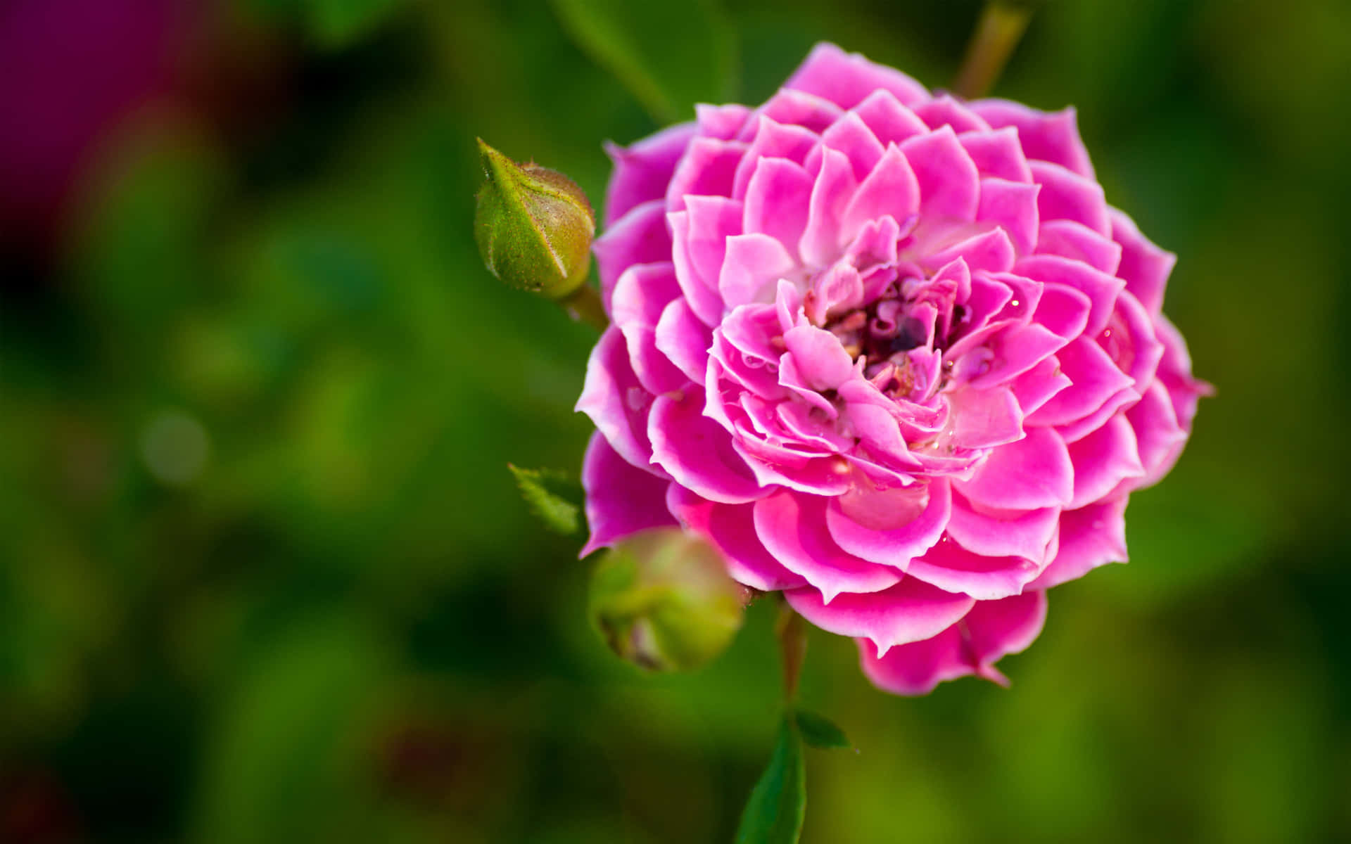Photographie De Fleurs Fond d'écran