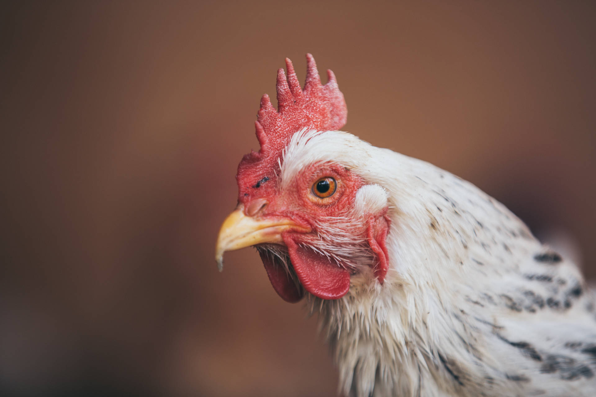 Pollo Fondo de pantalla