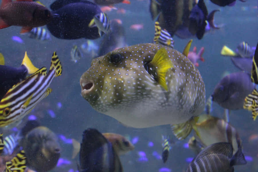 Pufferfish Taustakuva