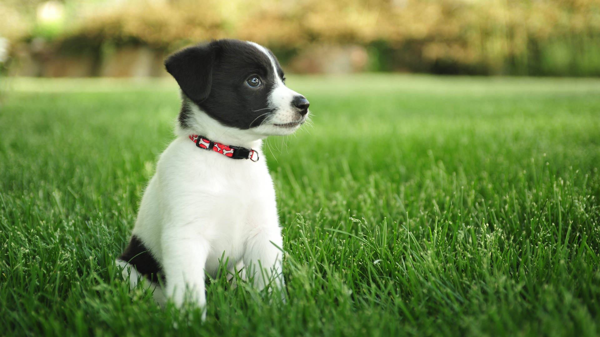 Puppy Achtergrond