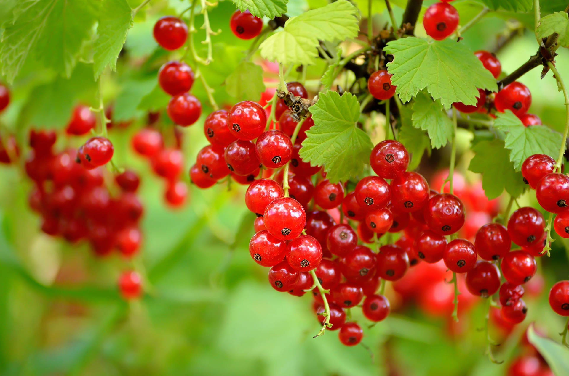 Ribes Sfondo