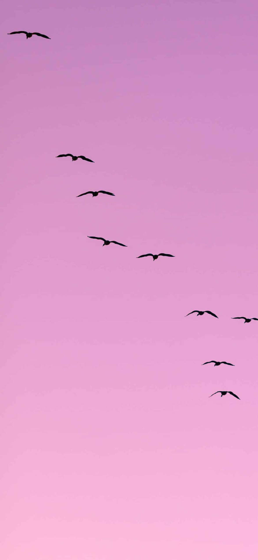 Roxo Claro Papel de Parede