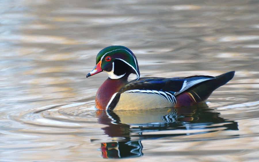Sjö Bilder