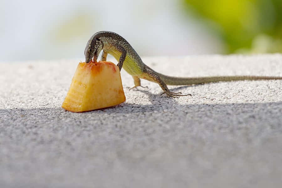 Skink Bakgrunnsbildet