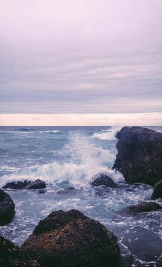 Söta Havet Wallpaper