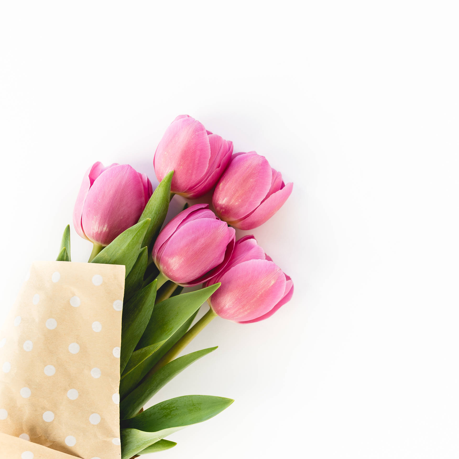 Tulip Taustakuva