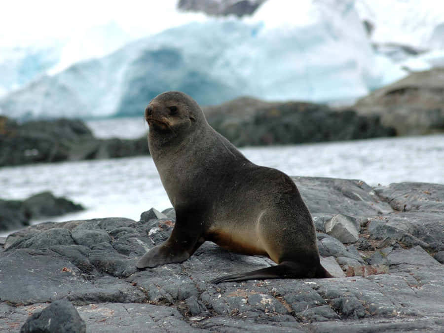 Zeehond Achtergrond