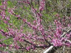 spring buds pink