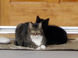 On September evenings, cats cuddle for warmth.
