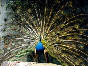 Peacock display, Rolling Hills Zoo, Kansas