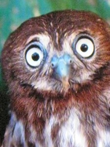 "My mistake, Momma. I mean to say 'hoot, hoot' ...not 'Hooters."
