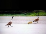 Geese crossing