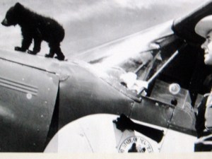 (The original Smokey Bear cub, healing after being rescued from the NM fire.)
