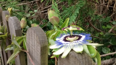 Passion Flower