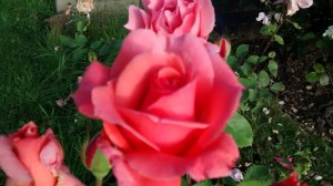 Rose on a grave