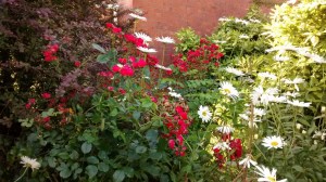 Garden Across the road