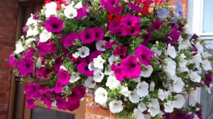 The Hanging Basket.