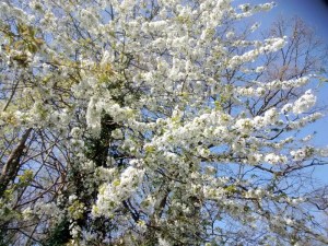 IMG_20150415_143837516