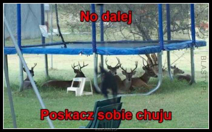 No dalej poskacz sobie No dalej poskacz sobie