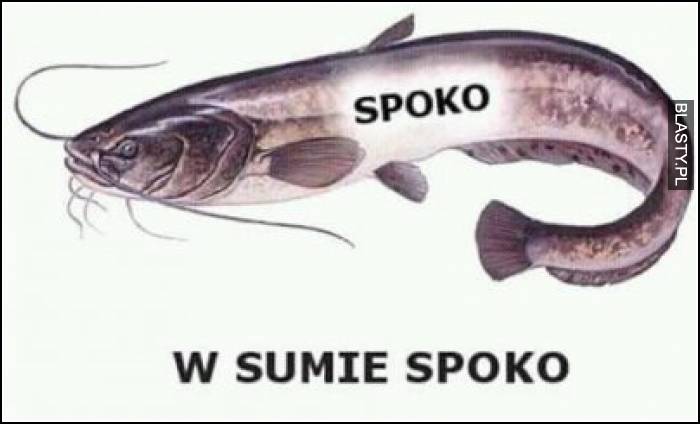 Spoko - w sumie spoko Spoko - w sumie spoko