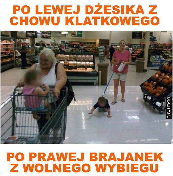 po lewej dżesika z chowu klatkowego po lewej dżesika z chowu klatkowego