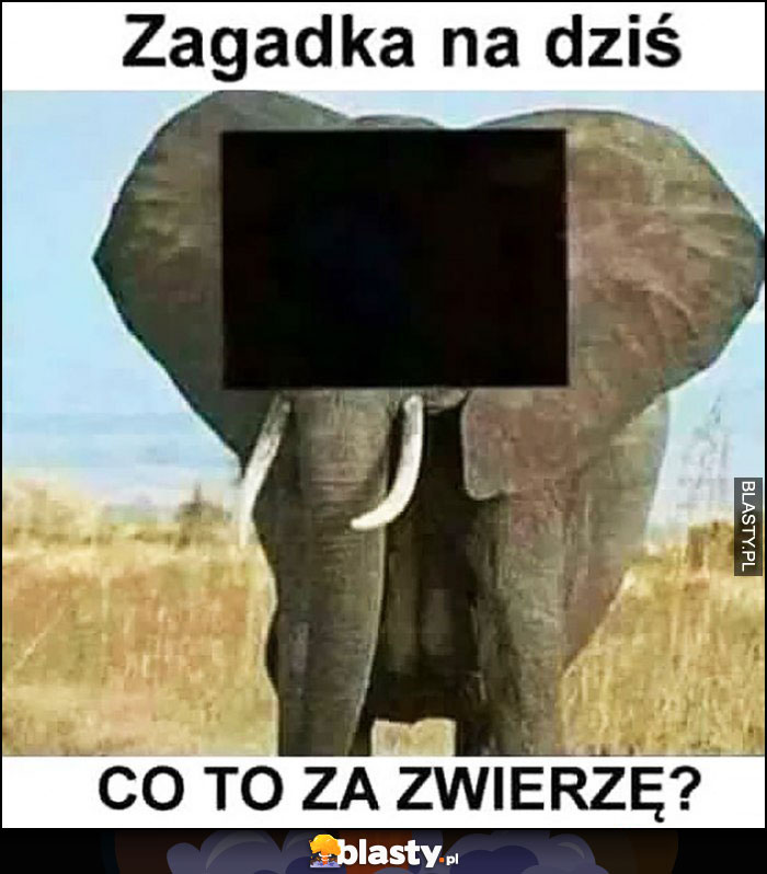 Zagadka na dziś co to za zwierzę? Słoń Zagadka na dziś co to za zwierzę? Słoń