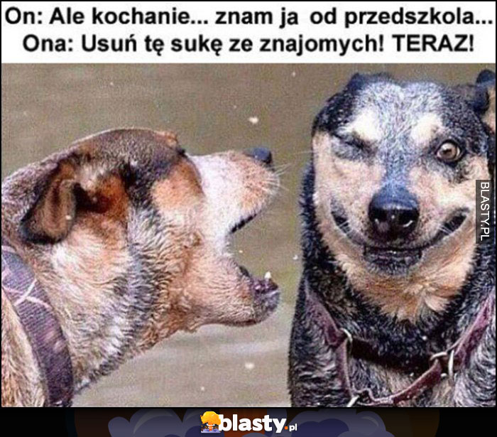 On: ale kochanie, znam ją od przedszkola, ona: usuń tę sukę ze znajomych teraz, pies szczeka dwa psy On: ale kochanie, znam ją od przedszkola, ona: usuń tę sukę ze znajomych teraz, pies szczeka dwa psy