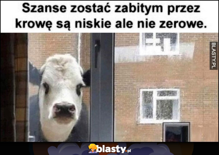 Szanse zostać zabitym przez krowę są niskie ale nie zerowe Szanse zostać zabitym przez krowę są niskie ale nie zerowe