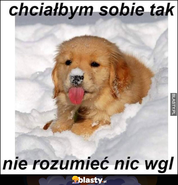 Chciałbym sobie tak nie rozumieć nic wgl słodki piesek szczeniaczek Chciałbym sobie tak nie rozumieć nic wgl słodki piesek szczeniaczek