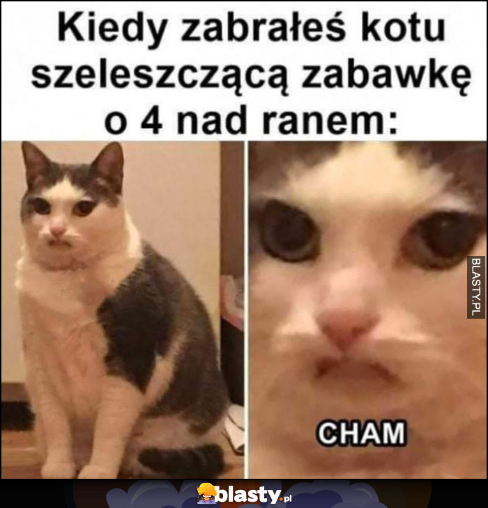Kiedy zabrałeś kotu szeleszczącą zabawkę o 4 nad ranem obrażony cham Kiedy zabrałeś kotu szeleszczącą zabawkę o 4 nad ranem obrażony cham