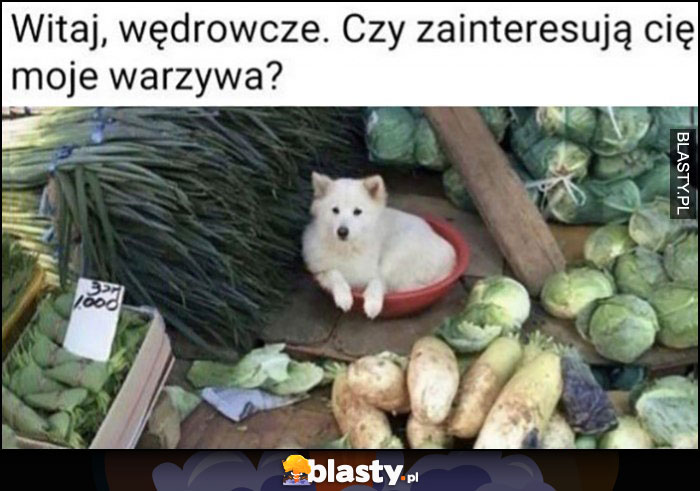 Witaj wędrowcze, czy zainteresują cię moje warzywa? Pies Witaj wędrowcze, czy zainteresują cię moje warzywa? Pies