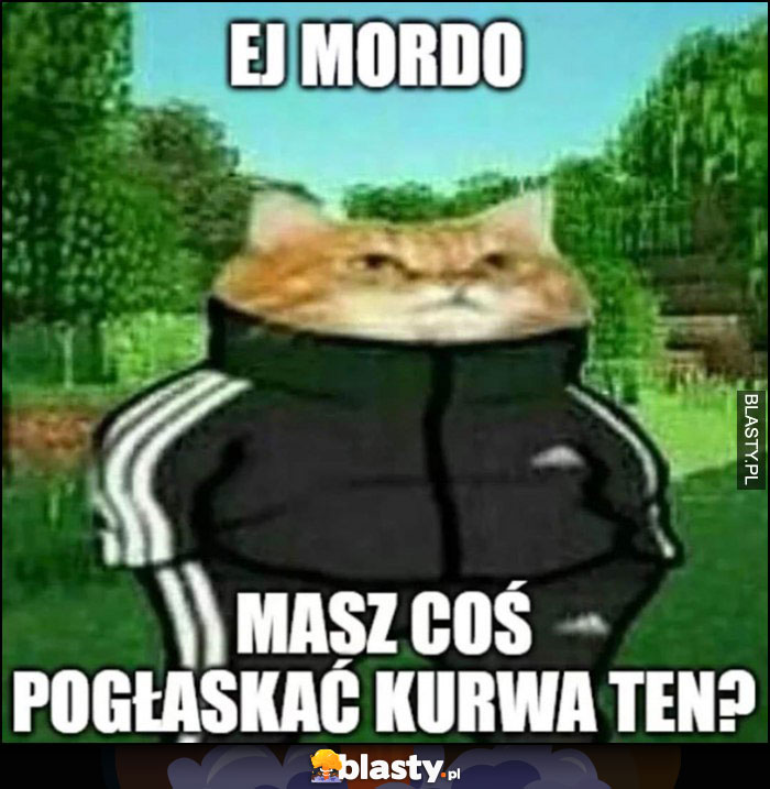 Kot dresiarz ej mordo masz coś pogłaskać kurna ten? Kot dresiarz ej mordo masz coś pogłaskać kurna ten?